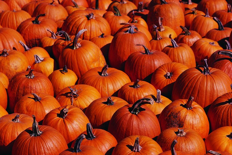 Al igual que la calabaza fresca, la enlatada tiene una gran cantidad de nutrientes.