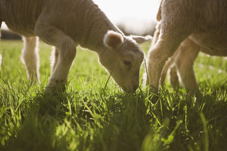 Las ovejas tienen necesidades nutricionales específicas que las pasturas no siempre satisfacen.