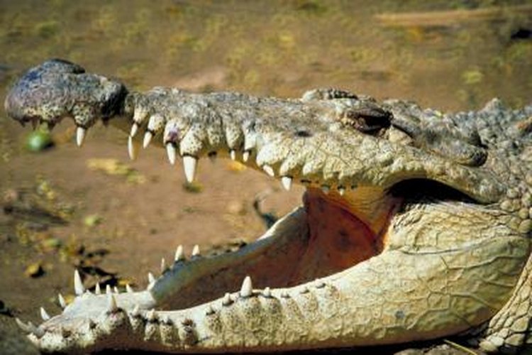 Why Do Crocodiles Swallow Stones? | Pets on 