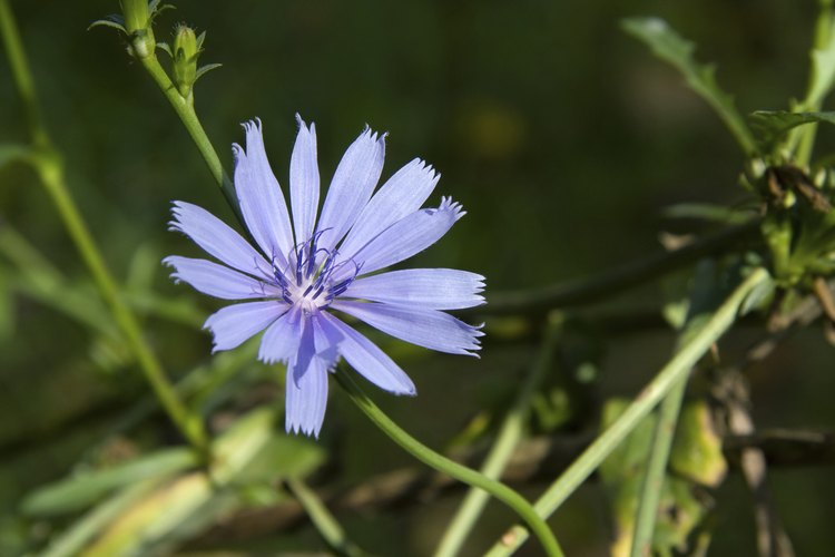 Flor de la planta de achicoria