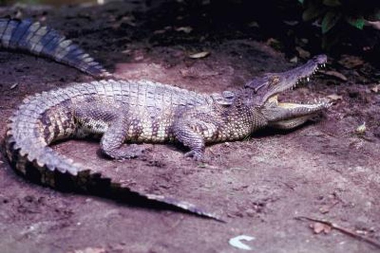 Crocodile - Adaptations, Habitat, Diet