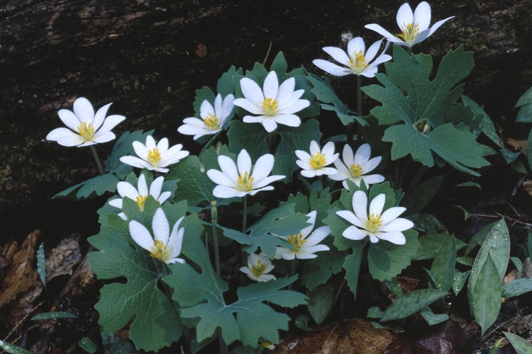 La sanguinaria canadensis es una planta hermosa pero extremadamente tóxica.