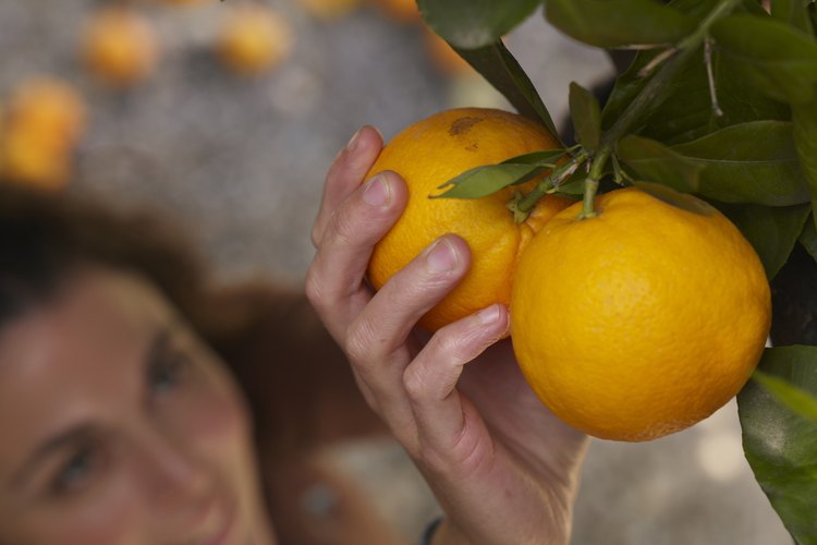 Las naranjas contienen azúcares naturales.