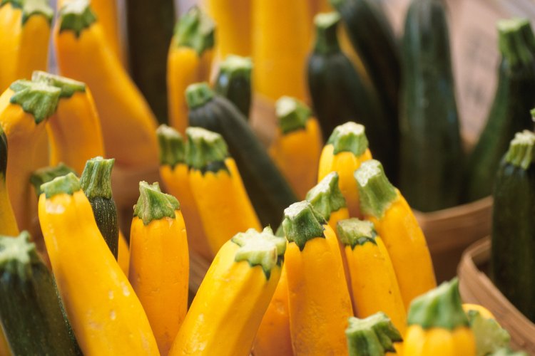 Los zucchini jóvenes de 2 pulgadas o menos son los más tiernos.