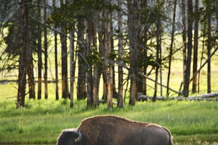 La carne de bisonte es una alternativa de bajo contenido de grasa a la carne de res.