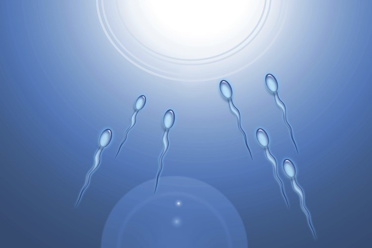 La cantidad y calidad del esperma puede ser mejorada con una dieta adecuada.