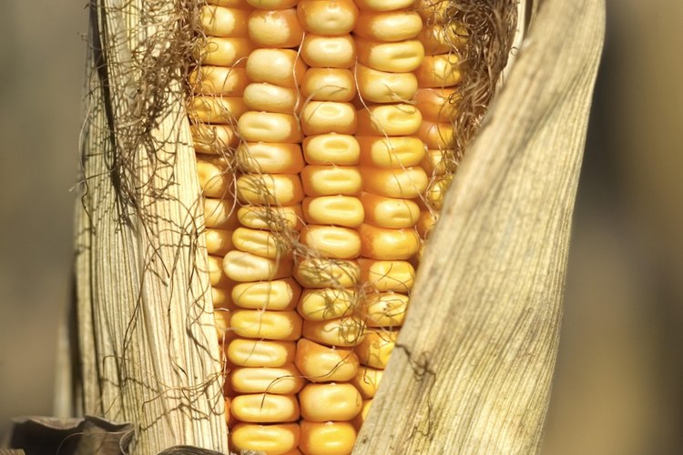 Selecciona granos hechos con el grano entero de maíz, y no de maíz refinado.