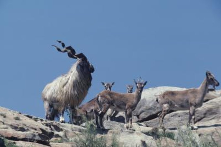 Species of Wild Goats | Pets on Mom.com