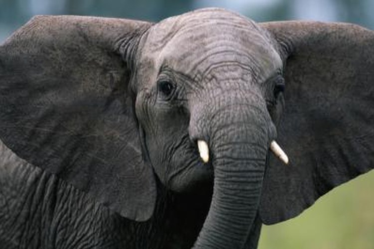 Слоновые уши. Уши слона. Брови у слона. Уши слона фото. Человек с ушами слона.