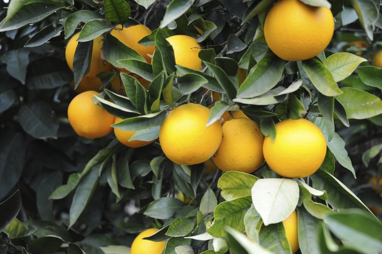 Naranjas en un naranjo.