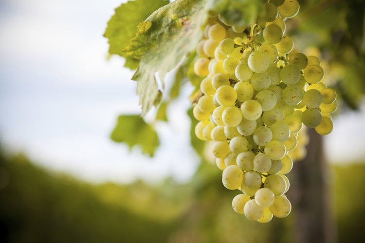 Uvas que cuelgan en la vid