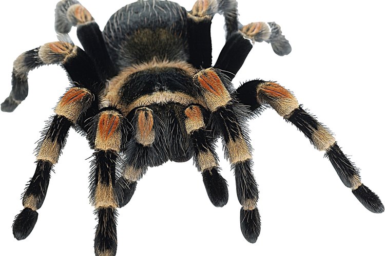 En una araña, el abdomen no se conecta con las patas.