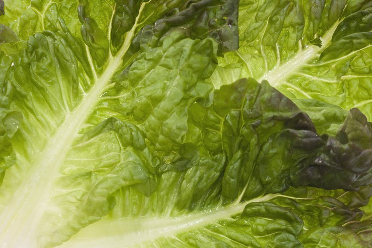 La lechuga puede hacerte sufrir de gases, distensión y dolor abdominal.