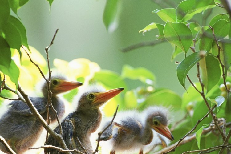 Las aves domésticas transmiten un número de enfermedades zoonóticas.