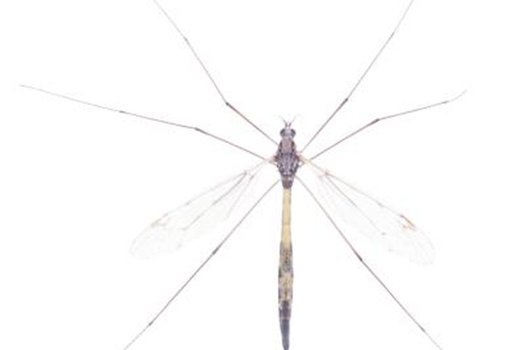 Daddy (and Mummy) Longlegs - crane fly