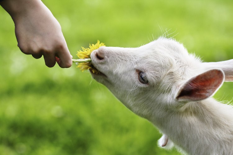 Treats That Goats Can Eat | Pets on Mom.com