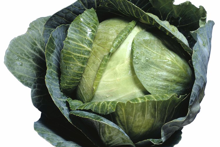 El repollo verde es rico en vitamina C y, algunas veces, fibra.