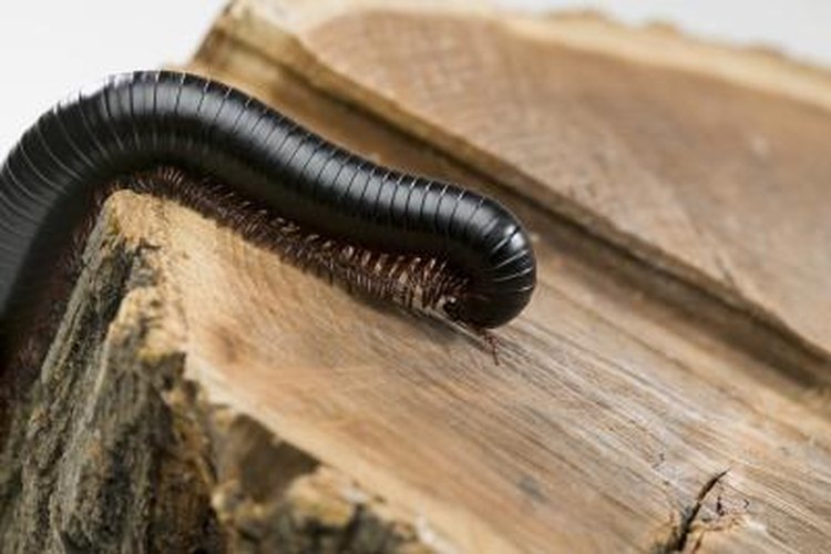 Yellow and Black Flat Millipede  NC State Extension Publications