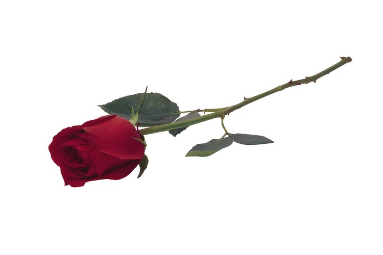 Ten mucho cuidado con las espinas de las rosas de origen desconocido.