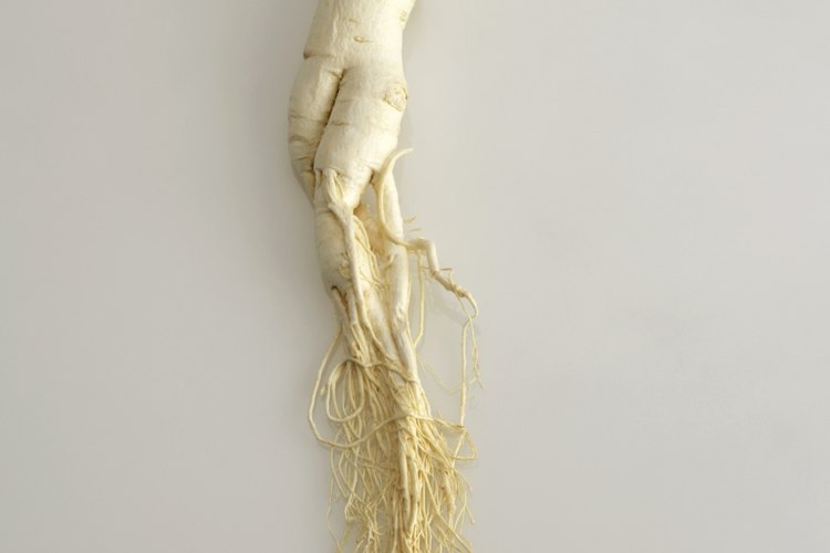 Raíz de ginseng.