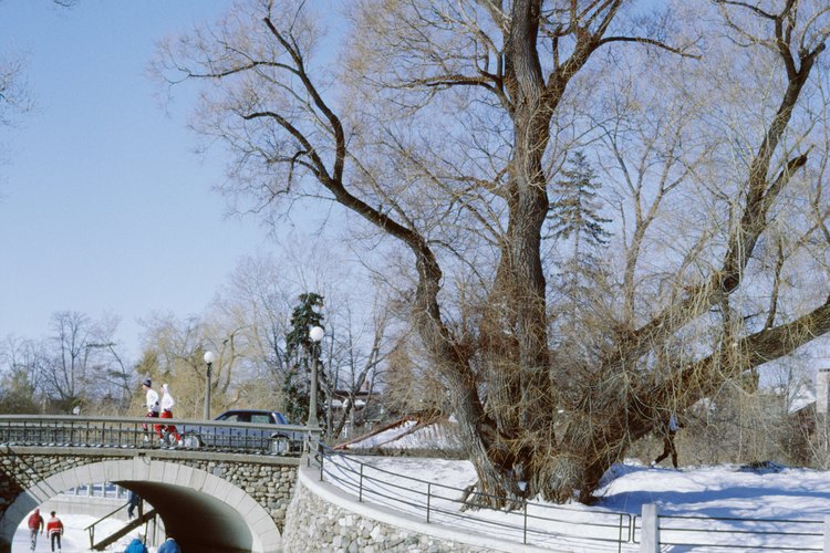 El patinaje sobre hielo comenzó como un medio de transporte, pero en la actualidad se realiza por diversión y en cuatro deportes diferentes.