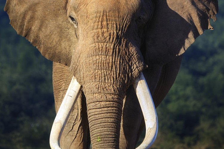 Colmillos de un elefante.