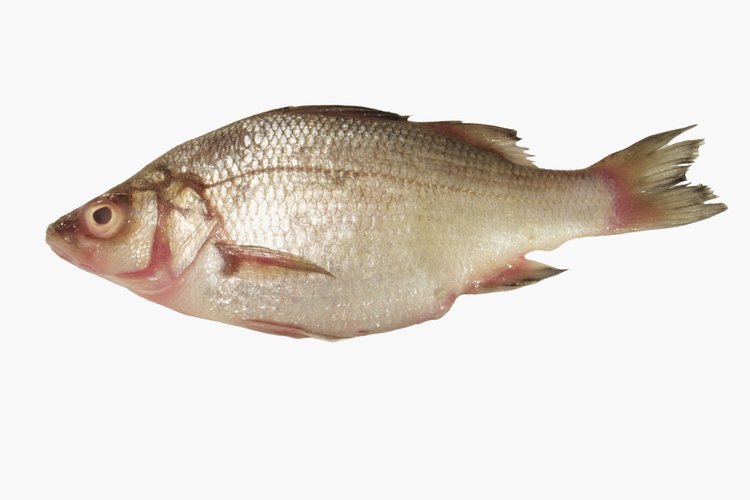Tilapia.