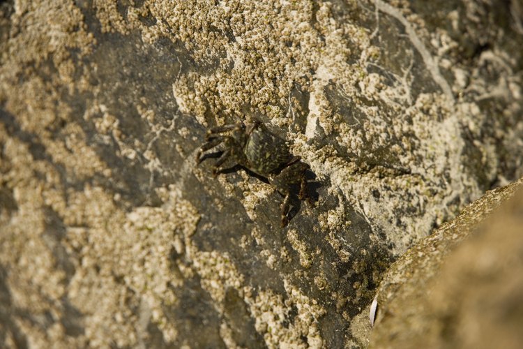 How to Care for Sand Crabs From the Ocean | Pets on Mom.com