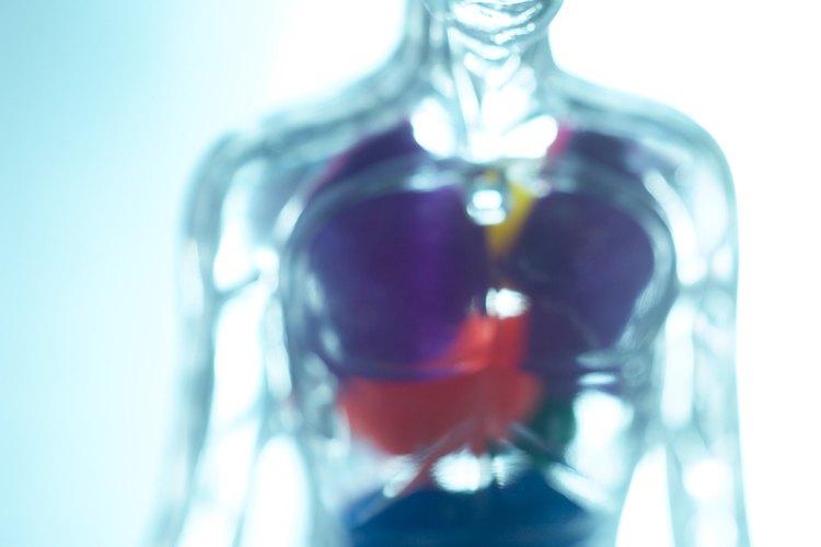 Tus riñones reabsorben la glucosa en la sangre para que no se pierda con la orina.