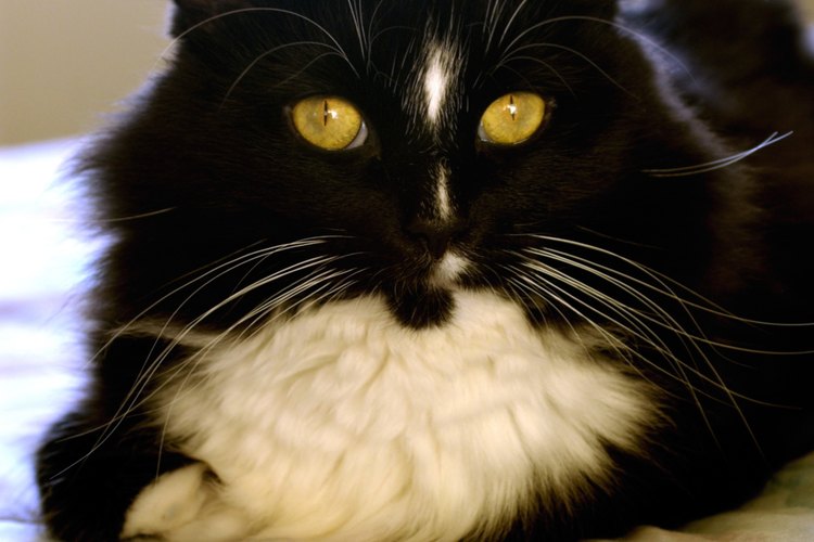 Este gato es conocido como el