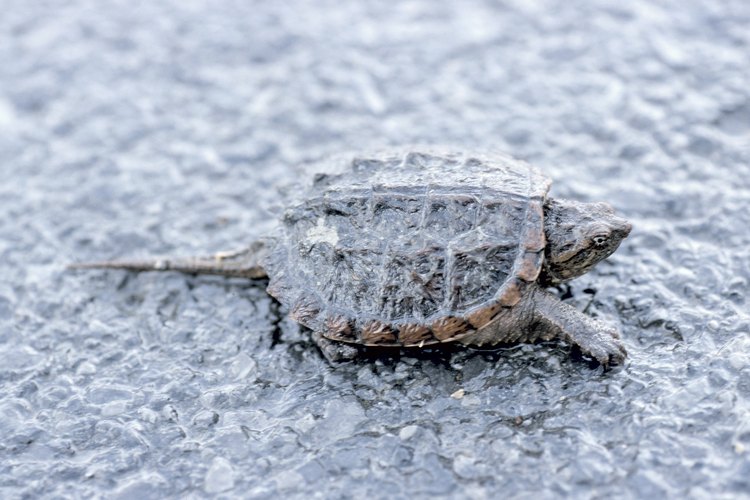 How to Protect Snapping Turtle Nests