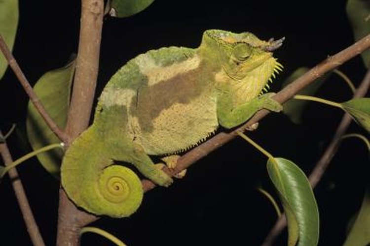 veiled chameleon mood color chart