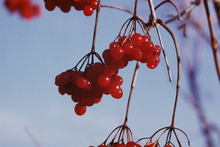 Los alimentos son una fuente natural de melatonina, como las cerezas, que pueden ayudarte a mejorar tu sueño.