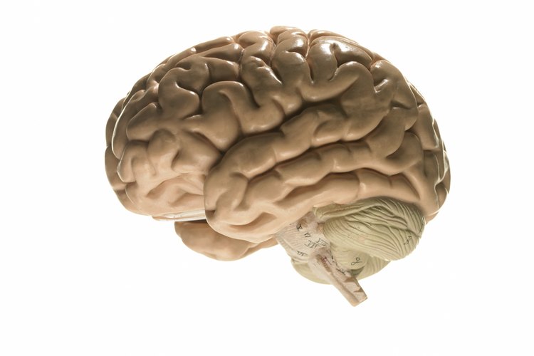 Pararse de cabeza es bueno para el cerebro.