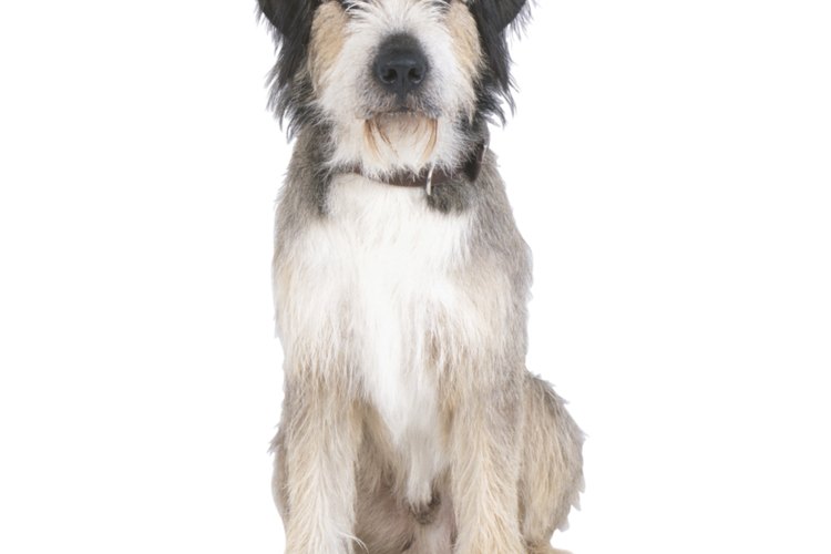 Lleva a tu perro al veterinario.