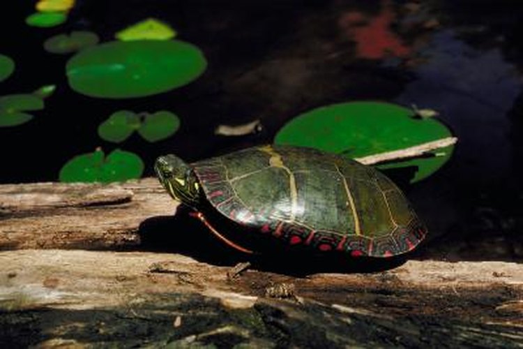 How Long Can Pet Turtles Stay Underwater? | Pets on Mom.com