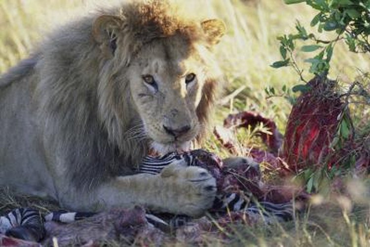 What Animals do Lions in a Savanna Eat? | Pets on 