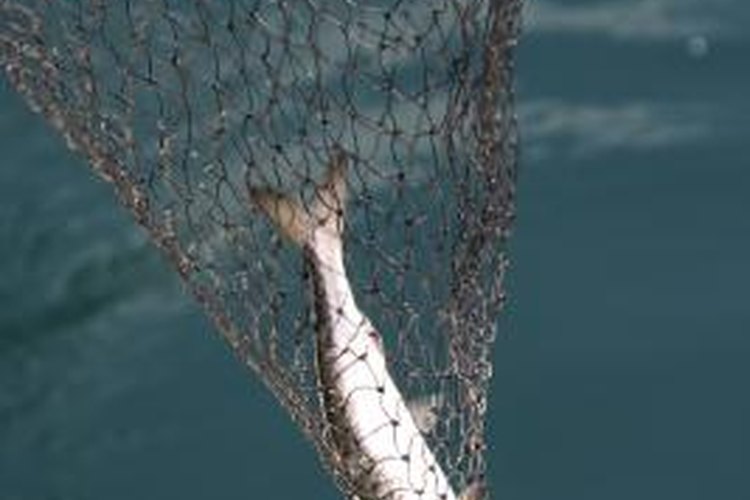 Jupiterimages/Comstock/Getty Images Nets are used by the fishing industry to catch fish.