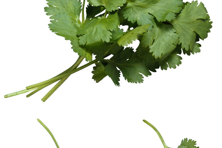 Selecciona el cilantro más fresco para obtener los mejores resultados al secarlo.