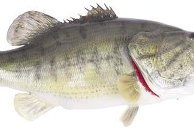Hemera Technologies/PhotoObjects.net/Getty Images Crankbaits and jerkbaits are both good bass lures.
