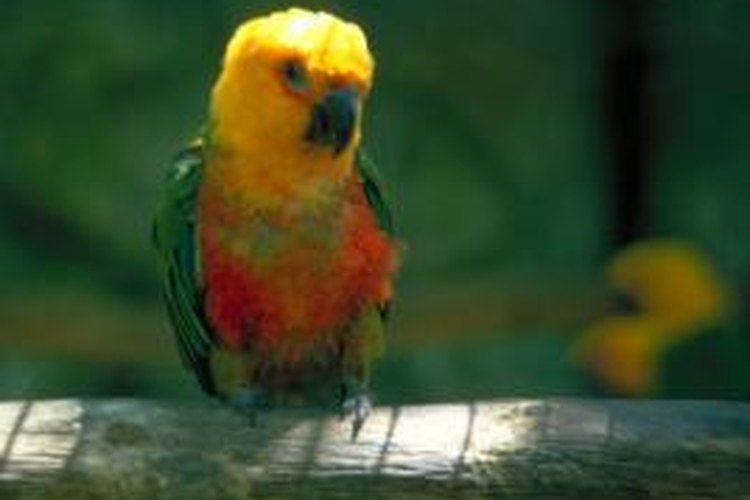 How to Get Rid of Mites on Parrots