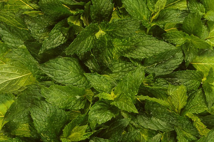 El té de menta es un remedio herbal.