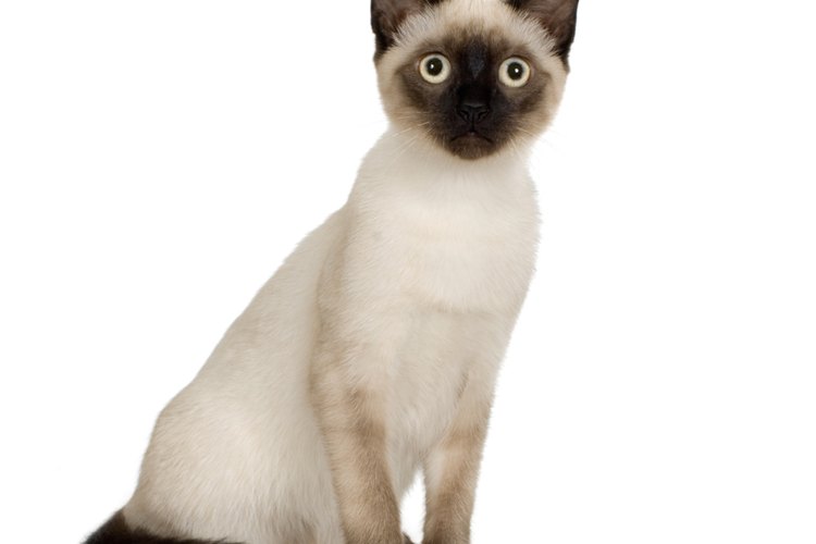 Los gatos siameses a veces son mejor tolerados por las personas alérgicas a los gatos.