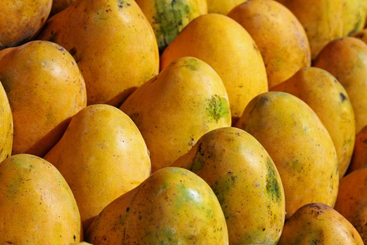 El mango Manila es pequeño.