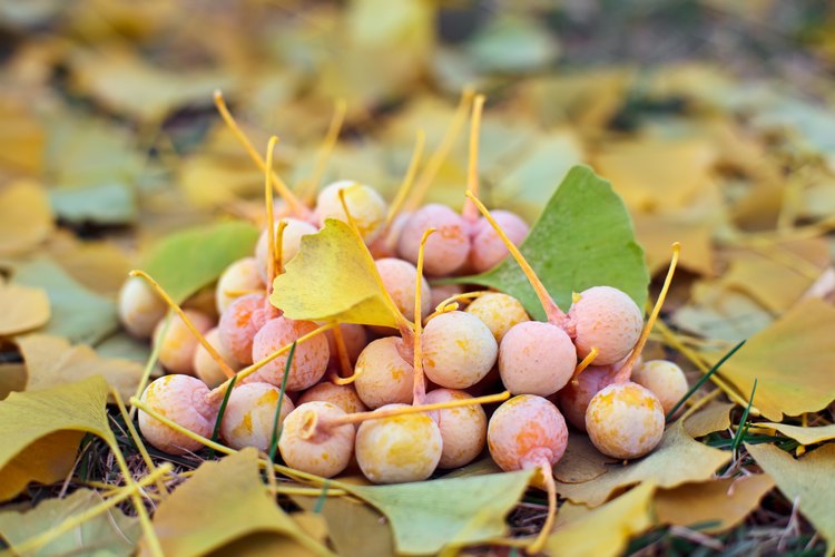 La fruta de ginkgo biloba en hojas.