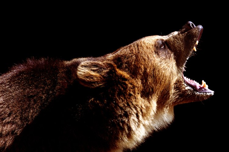 La rabia es una enfermedad viral grave que se da principalmente en animales como los murciélagos, lobos y perros, e incluso en las mascotas.