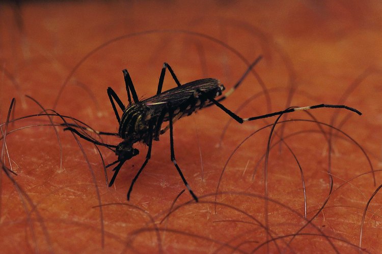 La malaria es transmitida por mosquitos del género Anopheles.