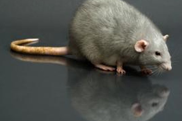 Types of Hairless Rats | Pets on Mom.com