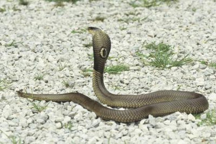 Snakes That Look Like Cobras