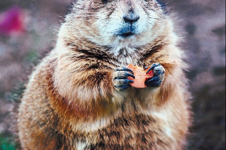 Jupiterimages/Photos.com/Getty Images Show the kids pictures of real prairie dogs.